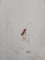 Formicidae