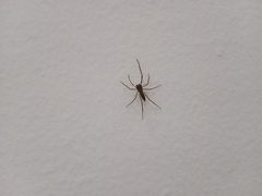 Spartaeus spinimanus