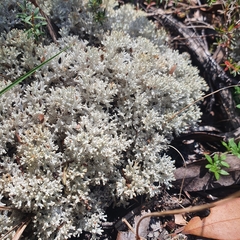 Pulchrocladia retipora