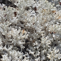 Pulchrocladia retipora