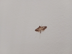 Hydriris ornatalis