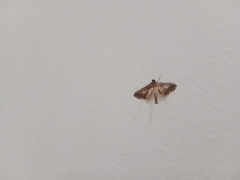 Hydriris ornatalis