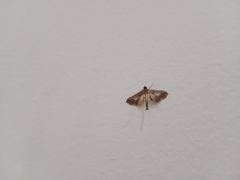 Hydriris ornatalis