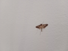 Hydriris ornatalis
