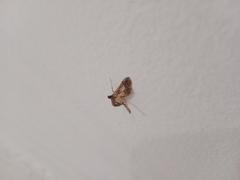 Hydriris ornatalis
