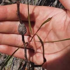 Hakea ulicina