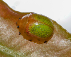 Paropsisterna pictipes