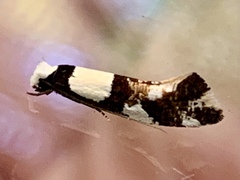 Monopis icterogastra