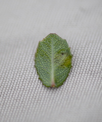 Stigmella
