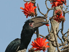 Bycanistes bucinator