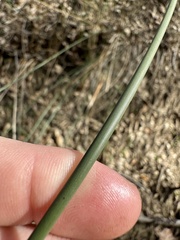 Juncus patens