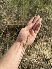 Juncus patens