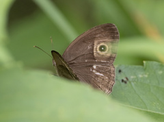 Mycalesis perseoides
