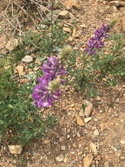 Lupinus arizonicus