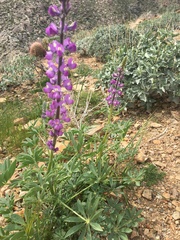 Lupinus arizonicus