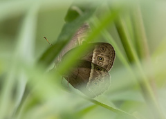 Mycalesis perseoides