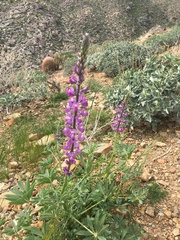 Lupinus arizonicus