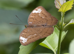 Tanaecia