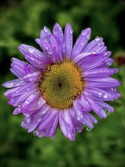 Erigeron glacialis