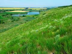 Artemisia salsoloides