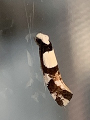 Monopis icterogastra