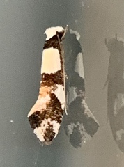 Monopis icterogastra