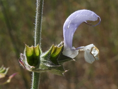 Salvia sclarea