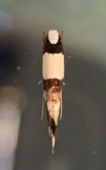 Monopis icterogastra