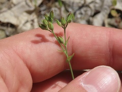 Hypericum gymnanthum