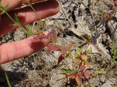Hypericum gymnanthum