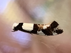 Monopis icterogastra