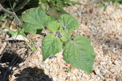 Physalis peruviana