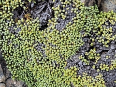Helichrysum coralloides