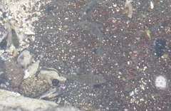 Acanthurus triostegus sandvicensis