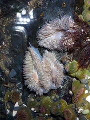 Aeolidia