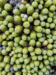 Helichrysum coralloides