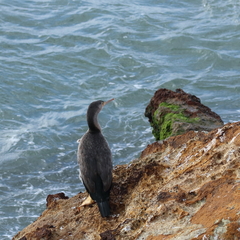Phalacrocorax punctatus