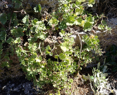 Geranium traversii