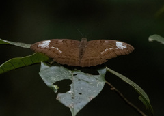 Tanaecia