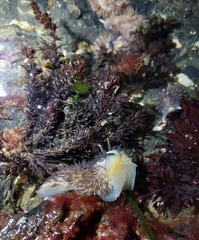 Aeolidia