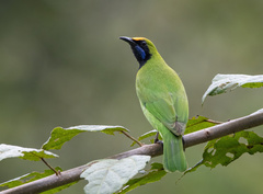 Chloropsis aurifrons