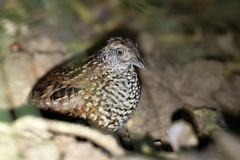 Black-Breasted Buttonquail photo 3