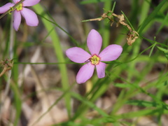 Sabatia campanulata