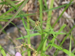 Sabatia campanulata