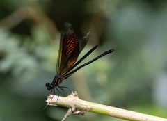 Euphaea masoni