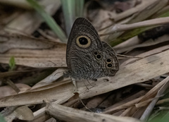 Ypthima baldus