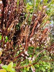 Calyptospora columnaris