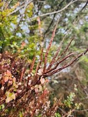 Calyptospora columnaris