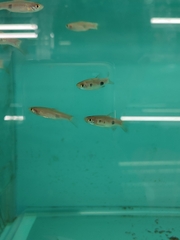 Rasbora kalochroma