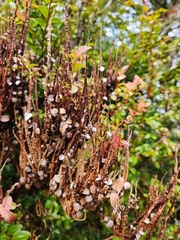 Calyptospora columnaris